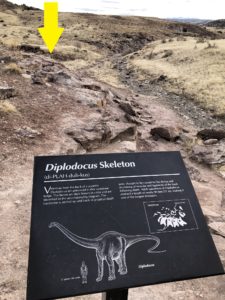 Dinosaur Bones near Fruita