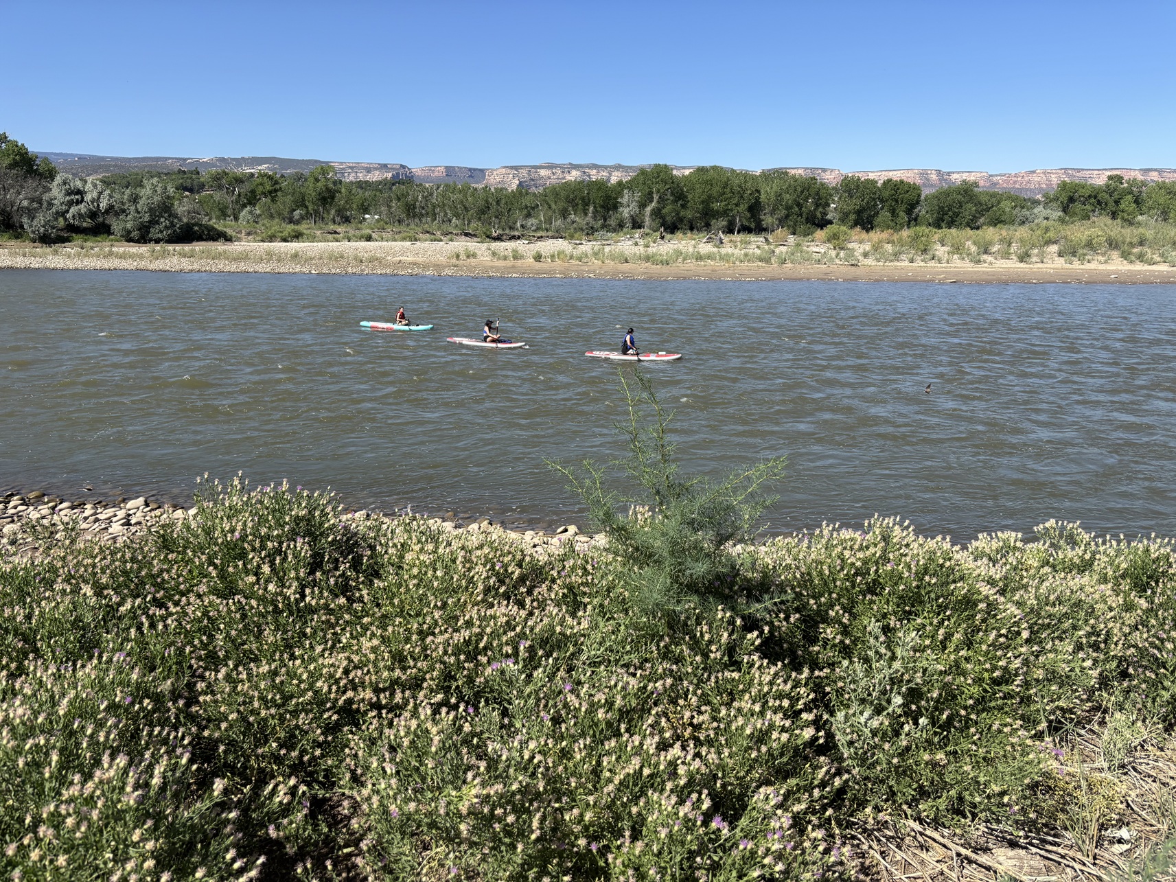 Colorado River Paddle Boarders