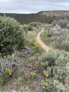 Vista Trail flowers and meadow in the North Rim Black Canyon of the Gunnison National Park