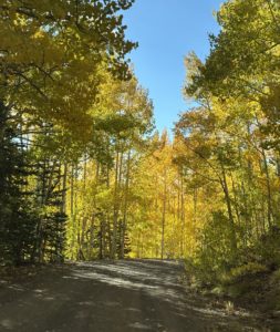 Dirt road through the woods showing bright yellow aspen leaves on our leaf peeping from Grand Junction trip up the Grand Mesa