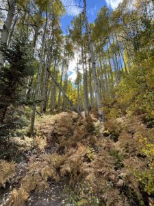 Fall leaves from Kebler Pass with ferns and aspen trees with yellow leaves