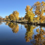 Connected Lakes Tree Reflections