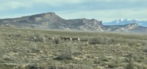 Antelope along the 4x4 road into Arches National Park