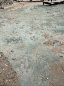dinosaur tracks near Moab Utah