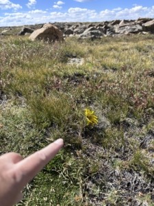 Alpine Sunflower along Trail Ridge Road on the Tundra Communities Trail