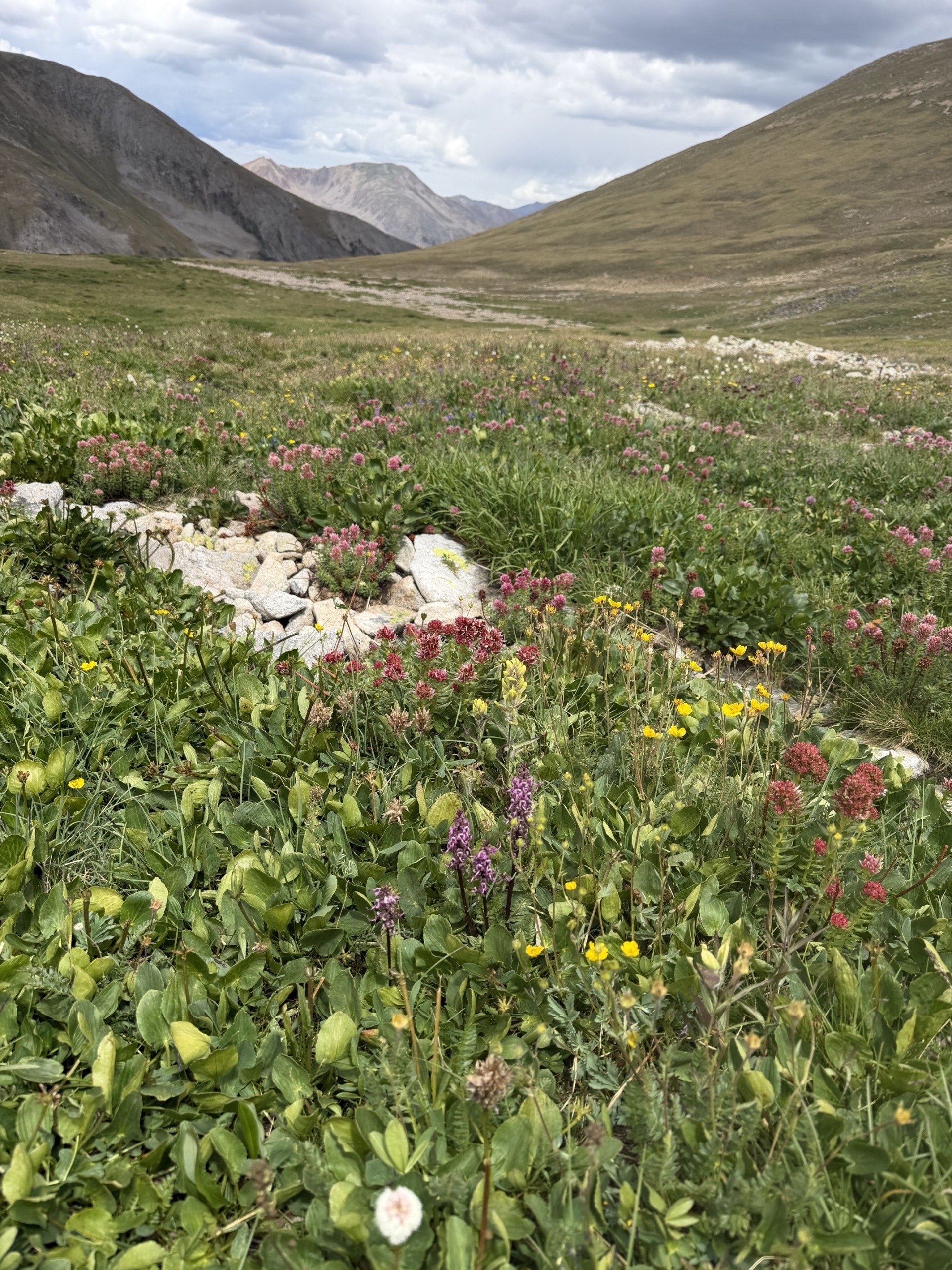 Red Mountain area wildflowers