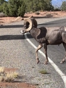 Big Horn Sheep crossing the road in the Monument