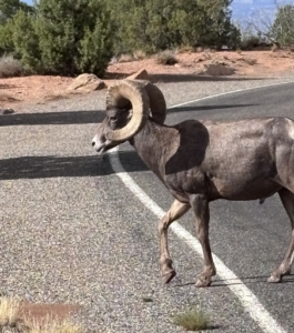 Big Horn Sheep crossing the road in the Monument
