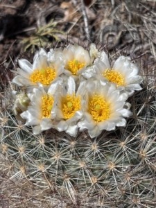 Cactus blooming with white pedals and a yellow center flower