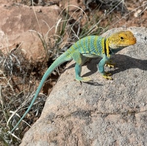 Collard Lizard photo by Emma Aspelin